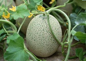 大傻瓜吃哈密瓜视频,一场欢乐的味蕾之旅