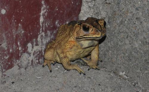 口水蛙吃瓜视频,揭秘娱乐圈幕后故事