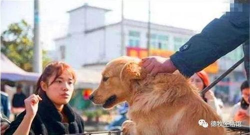 苏州大爷和狗吃瓜视频,苏州大爷与爱犬共享夏日瓜果时光