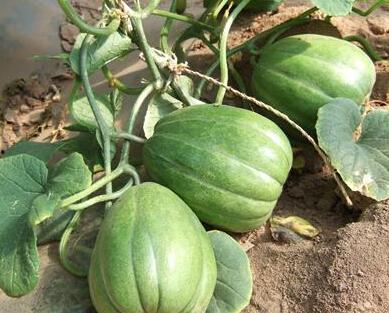 吃瓜视频有没有病毒,病毒传播真相与防范措施