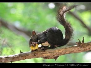 香山松鼠吃瓜视频,萌态十足引网友热议