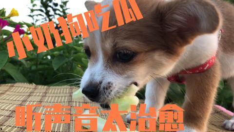 带你吃瓜爆笑狗狗视频下载,笑翻你的心！狗狗吃瓜爆笑视频大盘点