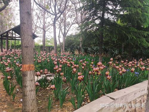 郑州澍青吃瓜视频,揭秘幕后故事，带你领略网络红人魅力