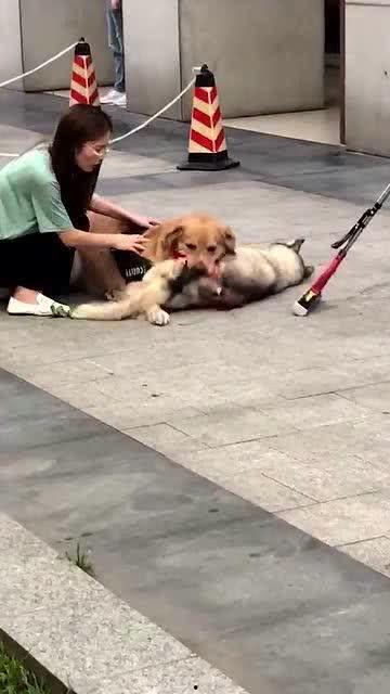 狗吃瓜被打死视频播放,狗狗误食瓜果不幸离世，警示宠物安全意识