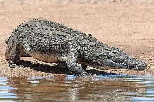 鳄鱼吃哈密瓜的视频,哈密瓜的惊险对决