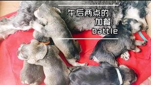 小狗吃小瓜视频下载,小狗疯狂吃瓜，萌态十足！