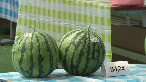 嘉兴吃瓜事件视频最新版,视频最新版揭秘真相与争议