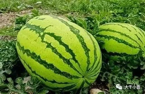 宁夏中卫市吃瓜事件视频,宁夏中卫市“吃瓜事件”引发社会关注