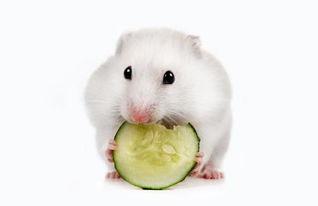 仓鼠可以吃苗瓜吗视频,苗瓜的适宜性探讨
