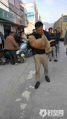 大化县吃瓜事件始末视频,一场网络舆论的风波与反思