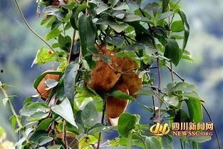 八月瓜吃货视频大全集在线观看