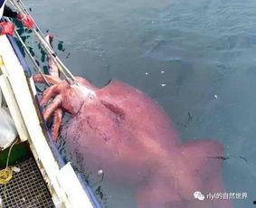 巨型鱿鱼吃瓜视频,海洋巨兽的“甜蜜”对决