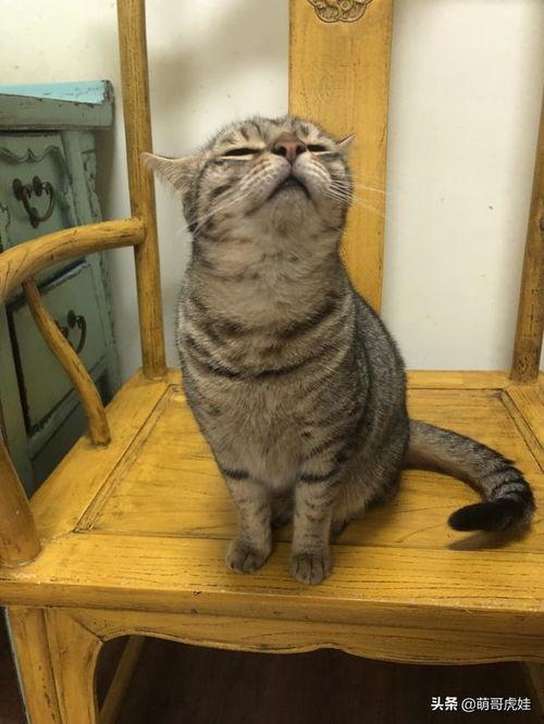 墙头猫原视频吃瓜,一场吃瓜盛宴，揭秘娱乐圈幕后故事